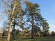 Arbres dans parc de Gradignan Aquitaine
