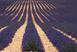Lavande (plateau de Valensole, provence)
