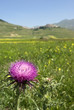 Monti Sibillini: Fiore di Cardo a Castelluccio di Norcia