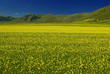 Monti Sibillini: la Fioritura sul Pian Grande a Castelluccio
