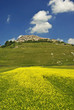 Monti Sibillini: la Fioritura sul Pian Grande a Castelluccio 2