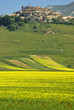 Monti Sibillini: la Fioritura sul Pian Grande a Castelluccio 5