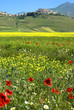 Monti Sibillini: la Fioritura sul Pian Grande a Castelluccio 6