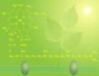 Chlorophyll a