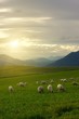 A flock and a sunset