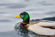 schwimmende Stockente, Erpel