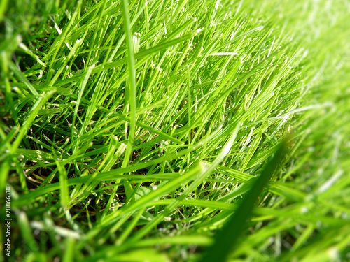 grüner Rasen, green meadow von bofotolux, lizenzfreies Foto #28866318