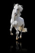 Images : white horse isolated