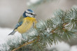 Foto: Blue tit in winter Blue tit in winter