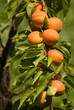 frische marillen