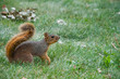 Rodent In Grass