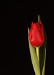 Single red tulip