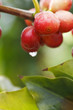 Kona Coffee Tree