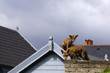 Urban foxes