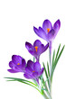 Purple Crocus