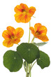nasturtium