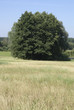 Baum