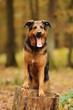 Chien