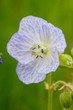 Geranium pratense, Wiesen-Storchschnabel, Meadow Cranesbill