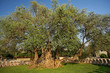 The Oldest Olive tree in the world
