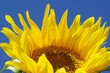 Foto: Blüte einer Sonnenblumen Blüte einer Sonnenblumen