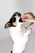 Jack Russel6