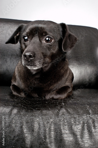 Photo: The Dog 1 The Dog 1