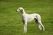 Gazelle Hound