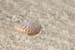 nautilus shell in crystal clear sea water nautilus shell in crystal clear sea water