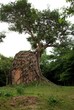 Cambodge, Kampong Tom : l'arbre dévoreur