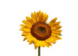 Valentine Sunflower