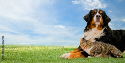 Photo: Dog and cat friends together on grass Dog and cat friends together on grass