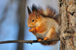 Red squirrel.
