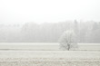 Lone Tree in Winter Lone Tree in Winter