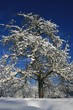 wintertraum am obstbaum