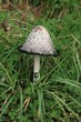tintentrichterling