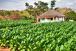 A small Tabacco Farm in Vinales