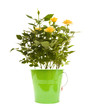 yellow mini rose bush; isolated on white background; yellow mini rose bush; isolated on white background;