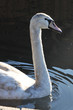 Cigno