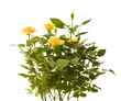 yellow mini rose bush; isolated on white background; yellow mini rose bush; isolated on white background;