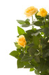 yellow mini rose bush, isolated on white background yellow mini rose bush, isolated on white background