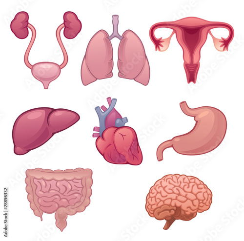 Vektor: Body part Body part