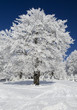 Mountain trail between snowy trees