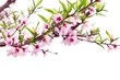 Spring Blossom Spring Blossom