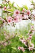 Spring peach blossom Spring peach blossom