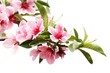 Spring Blossom Spring Blossom