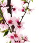Spring Blossom Spring Blossom