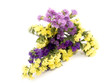 Statice flowers - Limonium Sinuatum