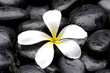Still life with Frangipani flowers and pebbles