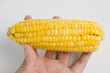 Handle eating corn.